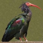 image of northern_bald_ibis #33