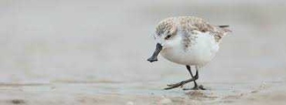 image of sandpiper #27