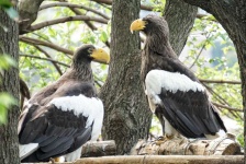 image of animal
