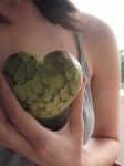 image of custard_apple