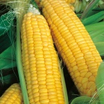 image of sweetcorn #14