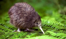 image of kiwi #10