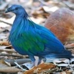 image of bird