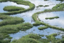 image of wetland