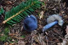 image of mushrooms