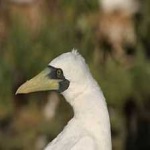 image of bird