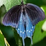 image of animal