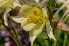 image of columbine #12