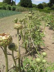 image of artichoke