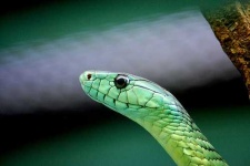 image of green_mamba