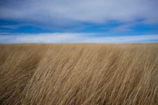 image of prairie
