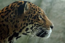 image of jaguar_car