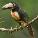 image of bird