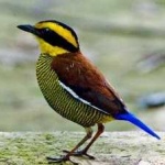 image of bird