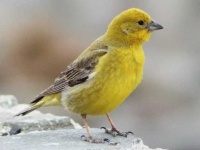 image of finch