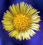 image of flower