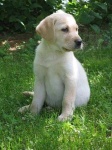 image of labrador_retriever #10