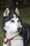 image of eskimo_dog