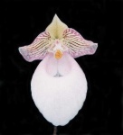 image of flower