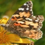 image of animal