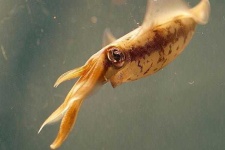 image of animal