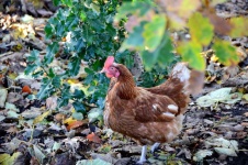 image of animal