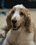 image of animal