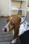 image of basset_hound #4