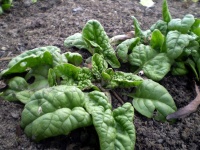 image of spinach #16