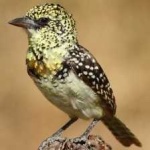 image of bird