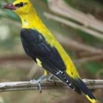 image of bird