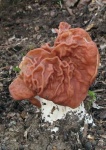 image of gyromitra