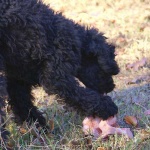 image of miniature_poodle