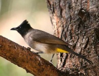 image of bulbul