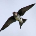image of bird