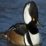 image of bird