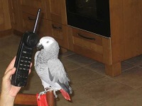 image of african_grey #15