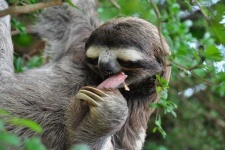 image of sloth