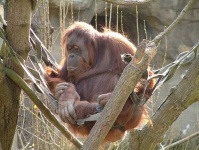 image of orangutan