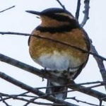 image of bird