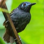 image of bird