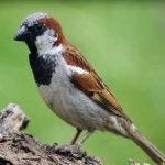image of bird