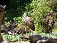 image of limpkin