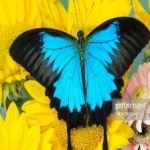image of animal