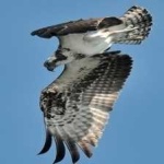 image of bird