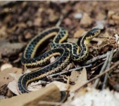 image of garter_snake