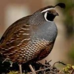 image of bird