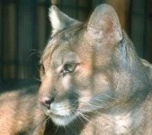 image of cougar_face