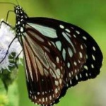 image of animal