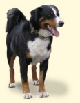 image of appenzeller